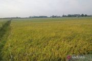 1.138 hektare tanaman padi terselamatkan usai Bendungan Jepara tertangani