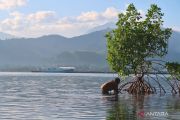 Kementerian LH gaungkan tobat ekologis lewat rehabilitasi mangrove