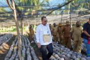RI prepares plantation downstreaming plan in Central Papua