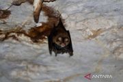 Denyut kehidupan dari karst Gua Batu Hapu di perut Meratus