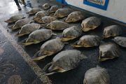 Indonesia releases 21 rescued green sea turtles into Bali waters