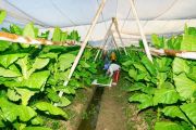 PTPN I Jaga Praja dan Ekonomi Petani Pemilik Lahan di Jember