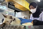 Mobil klinik hewan keliling jadikan Jakarta kota ramah hewan