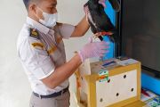 Karantina Jambi perketat pengawasan masuknya ayam bangkok