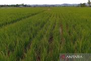 Merajut asa swasembada beras di Bumi Etam