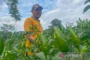 Pemkab Kuningan alokasikan LP2B 22.588 hektare dalam RTRW