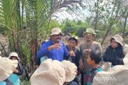 Kolaborasi YG, GEC dan Aramco tanam 800 mangrove di pesisir Riau