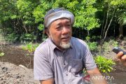 Air mata di balik rindangnya mangrove
