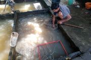 Dinas Perikanan Mataram menebar puluhan ribu benih ikan di sungai