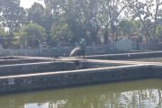 Populasi ikan sapu-sapu di Mataram belum meresahkan