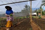 OJK: Penyaluran KUR tertinggi Lampung di wilayah basis ekonomi pedesaan