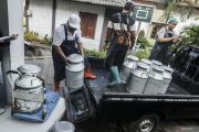 Produksi keju artisan di Sleman serap susu peternak lokal