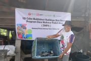 Mencegah karhutla dengan Budidaya Multilokasi Ikan Baung