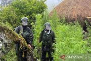 Indonesia military seizes 5,000 cannabis plants in Highland Papua raid