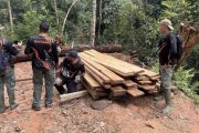 Kemenhut tetapkan dua tersangka pembalakan liar hutan penyangga TNBT