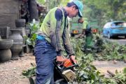 Pemkot Jaksel pangkas puluhan pohon sempal-tumbang di Kebayoran Lama