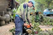 Pemkot Jaksel pangkas puluhan pohon sempal-tumbang di Kebayoran Lama