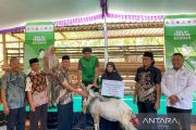 Baznas angkat ekonomi mustahik Wonogiri dengan berternak kambing perah