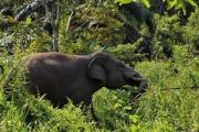 Taman Nasional dan Hutan Lindung, apakah dikenakan Pajak Bumi dan Bangunan?