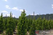 Indonesia steps up Muntok white pepper exports