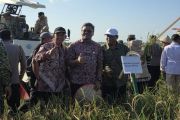 Memasuki musim panen, Bulog optimalkan penyerapan hasil pertanian Kalteng