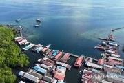 Dispar Kaltim optimalkan daya tarik hiu paus untuk wisata Pulau Miang