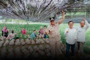 Kementan manfaatkan bibit lokal, kembangkan kelapa di Natuna