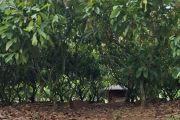Pengembangan Kawasan Industri Kakao perkuat hilirisasi kakao di Lampung
