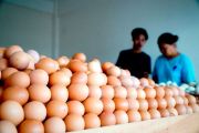 Bapanas: Pemerintah jaga kewajaran harga telur-ayam hidup di peternak