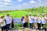 Kementan percepat LTT padi 18.882 ha di Kalsel untuk swasembada pangan