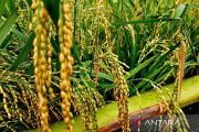 Kementan terapkan pertanian modern di Natuna guna tingkatkan produksi padi