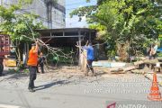 Cuaca ekstrem mengintai, BPBD Pekanbaru imbau warga waspadai pohon tumbang