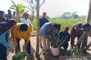Pemprov Papua Pegunungan panen sayur empat hektare di Hubikosi Jayawijaya