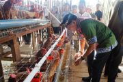 Gubernur Kaltara Panen Telur dari Kandang Ayam Petelur Bantuan Pemprov
