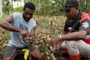 Pelatihan kakao perkuat kapasitas petani dan koperasi di Raja Ampat