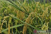 Mendongkrak produksi padi di Natuna