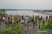 DLH Natuna tanam 1.000 bibit mangrove