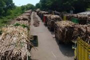 Petani tebu Dompu dorong dialog kenaikan harga hasil panen