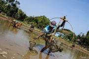 Berburu ikan di telaga surut