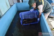 South Kalimantan swamp eel exports to China surge in 2026