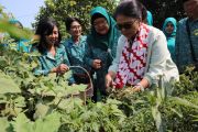 TP PKK Kulon Progo perkuat ketahanan pangan keluarga