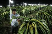 OJK: Perbankan tambah penyaluran kredit optimalkan PED di Kalimantan Tengah