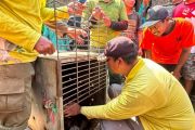 Orang Utan hasil evakuasi di Tabalong ditranslokasikan ke HSU