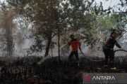 BNPB pastikan penanganan maksimal atas karhutla di Kalteng