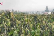 Embun upas rusak 30 hektare lahan kentang di Dieng