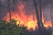 Enam tewas dalam kebakaran hutan di Aljazair akibat gelombang panas