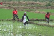 Zulhas sebut cetak sawah Merauke capai 1.200 hektare, panen Oktober