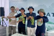 Petambak Sepatin diajak tanam mangrove memulihkan produktivitas tambak
