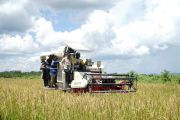 Program cetak sawah di Berau hasilkan 5 ton gabah per hektare