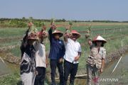 Sekda Demak: IPB diharap bisa mendongkrak produktivitas bawang merah
